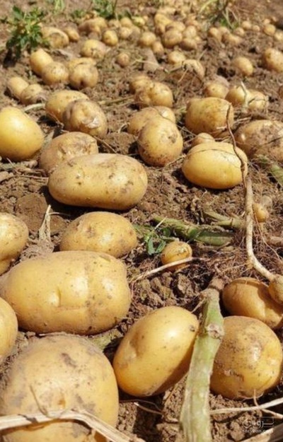 فروش سیب زمینی جلی