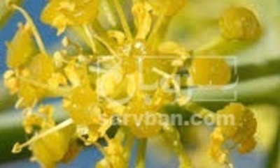 فروش آنغوزه