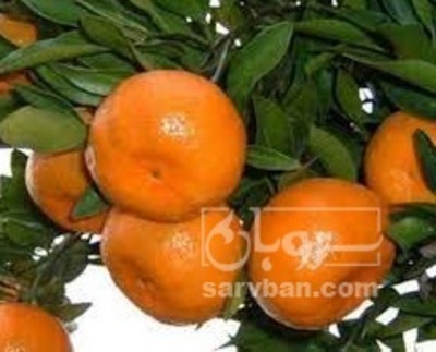 فروش نارنگی