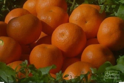 فروش نارنگی ژاپنی