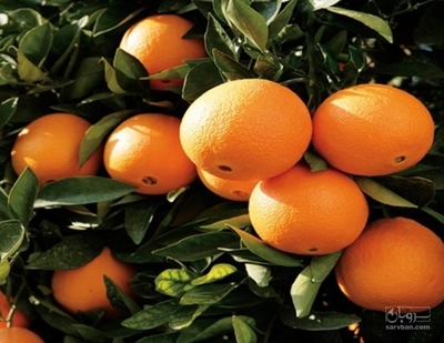 فروش پرتقال