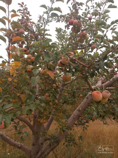 فروش سیب زیردرختی