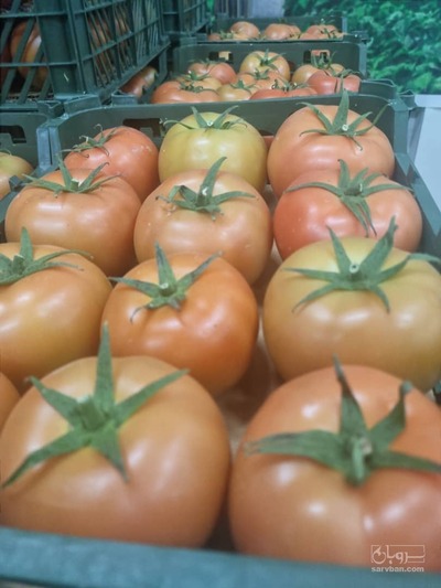 فروش گوجه فرنگی 4129