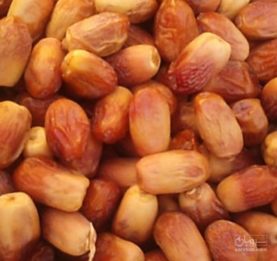 فروش خرما قصب