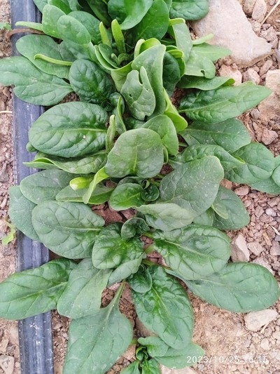 فروش بیبی اسفناج