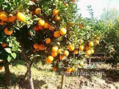 فروش پرتقال تامسون