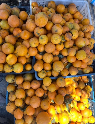 فروش نارنگی