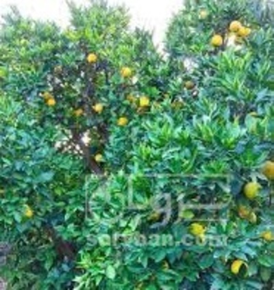 فروش پرتقال تامسون