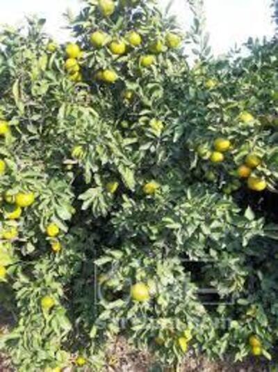 فروش نارنگی