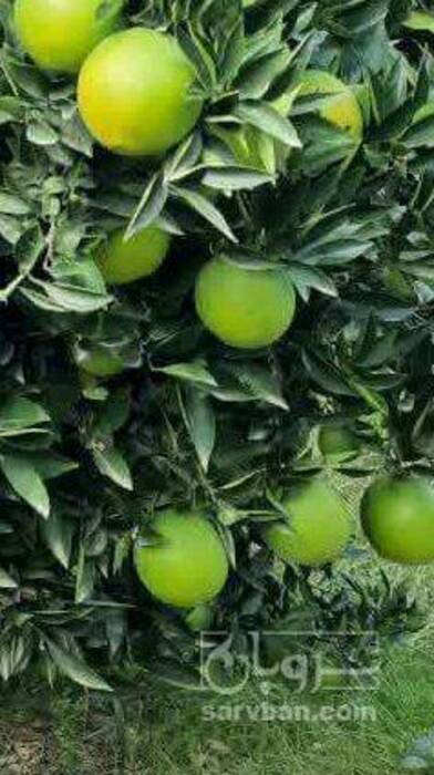 فروش پرتقال تامسون