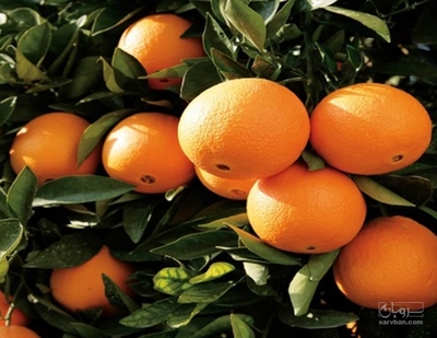 فروش پرتقال تامسون