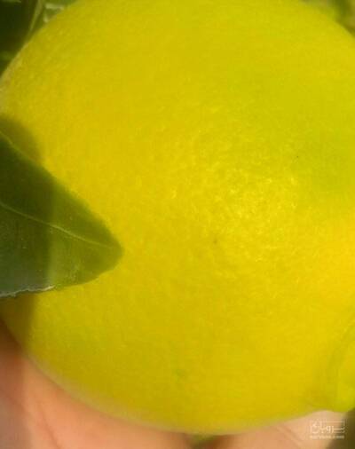 فروش پرتقال تامسون