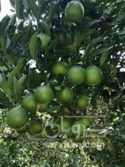 فروش پرتقال