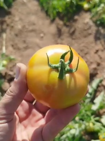 فروش گوجه فرنگی