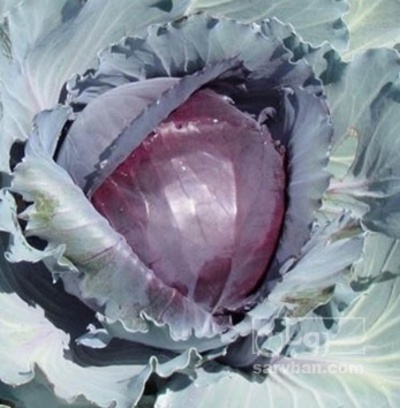 فروش کلم برگی