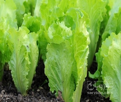 فروش کاهو ایرانی - رومانو