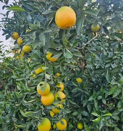 فروش پرتقال تامسون