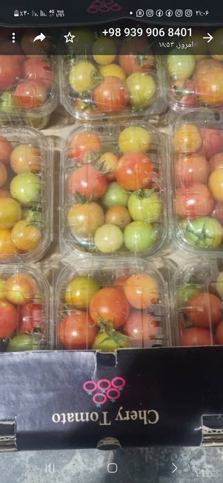 خرید گوجه فرنگی