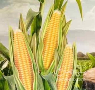 فروش ذرت مکزیکی