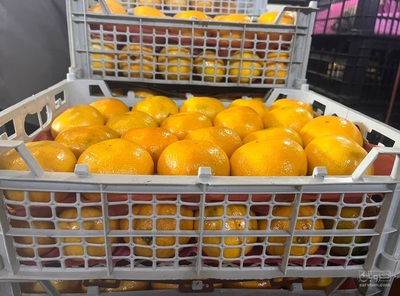 فروش پرتقال تامسون