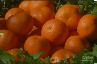 فروش نارنگی محلی