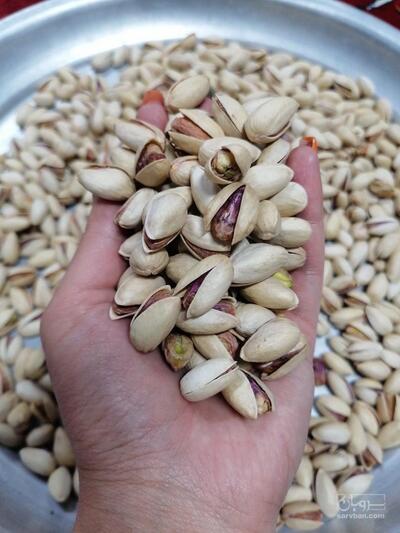 فروش پسته بادامی