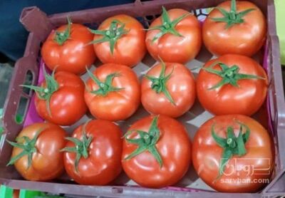 فروش گوجه فرنگی 4129