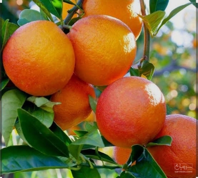 فروش پرتقال خونی
