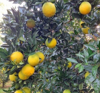 فروش پرتقال