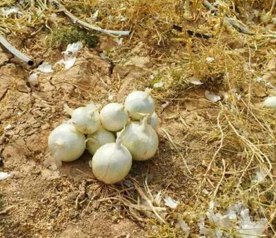 فروش پیاز سفید