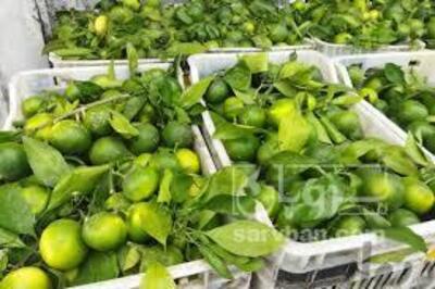 فروش نارنگی