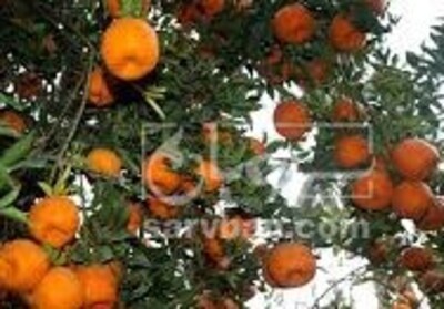 فروش نارنگی