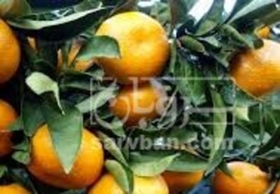 فروش نارنگی