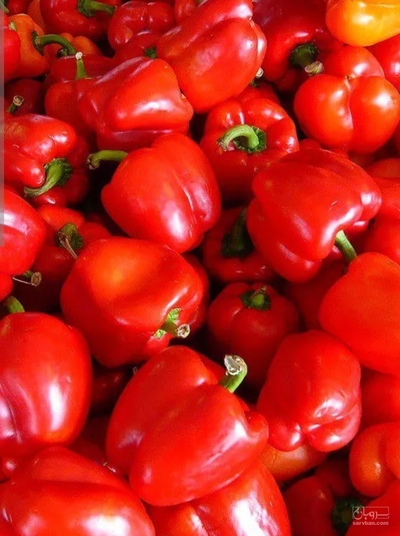 فروش فلفل دلمه ای