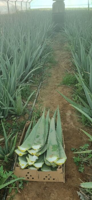 فروش آلوئه ورا برگ