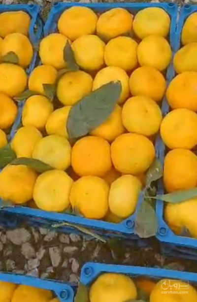 فروش نارنگی