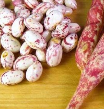 فروش لوبیا چیتی