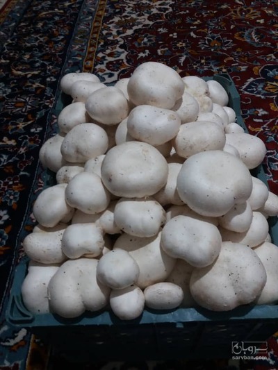 فروش قارچ دکمه ای