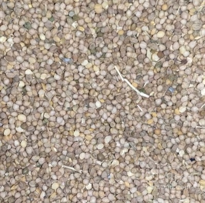 فروش گاودانه - کرسنه  - کوروشنه