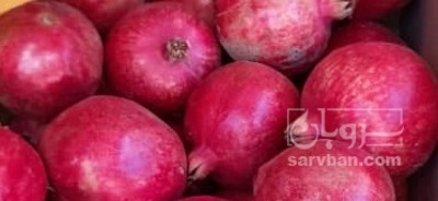 فروش انار