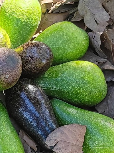 فروش اواکادو