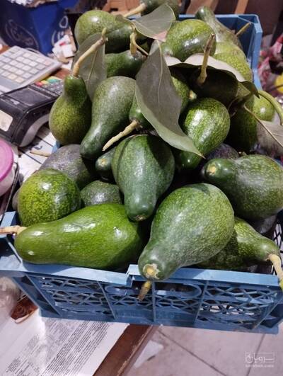 فروش اواکادو