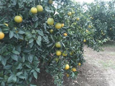 فروش پرتقال