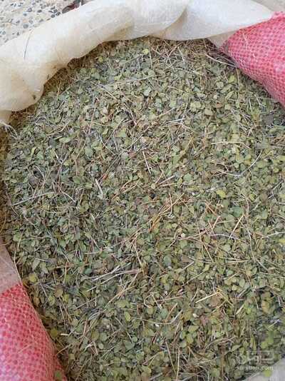 فروش آویشن شیرازی