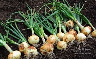 فروش پیاز سفید