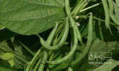 فروش لوبیا سبز