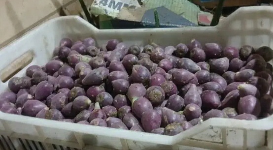 فروش میوه اپونیا