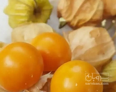 فروش فیسالیس - میوه