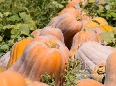 فروش کدو حلوایی