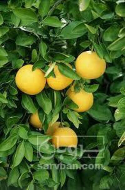 فروش گریپ فوروت